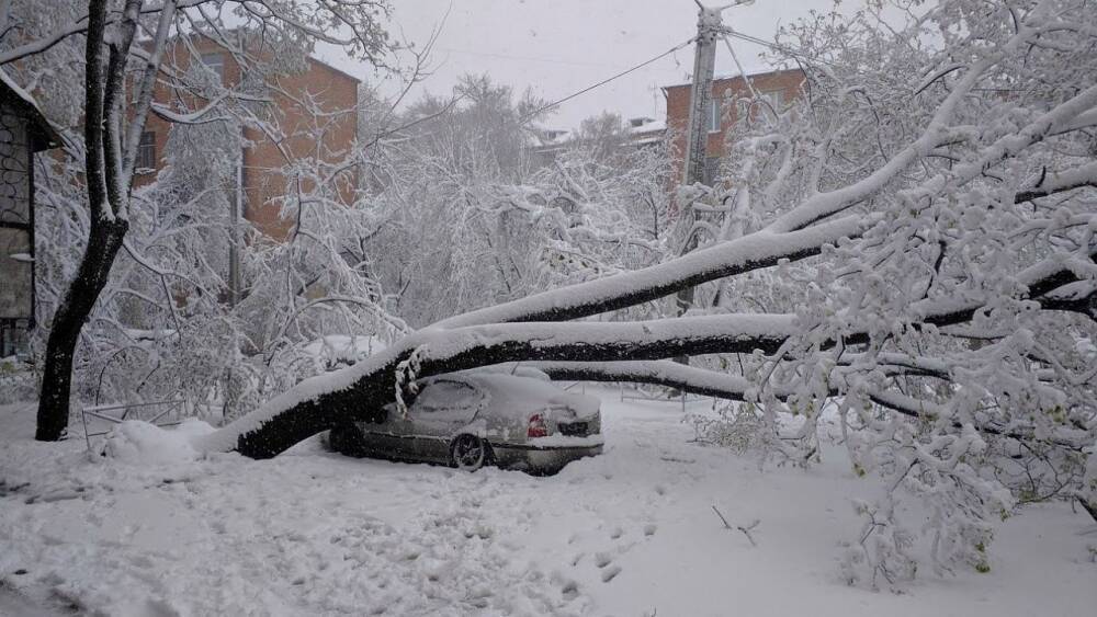 В Краснодаре за неделю с улиц убрали 211 аварийных деревьев