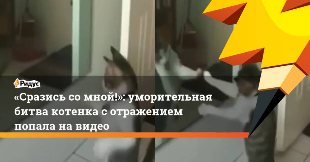«Сразись со мной!»: уморительная битва котенка с отражением попала на видео