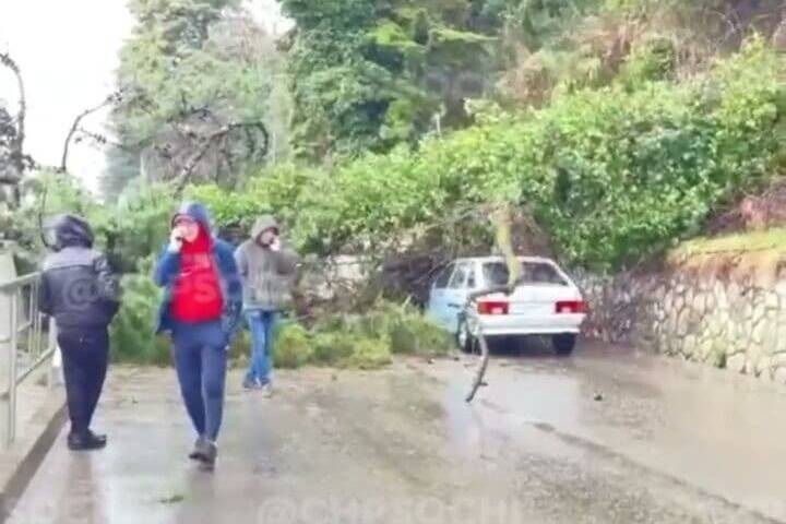 На автомобиль в Сочи упало дерево