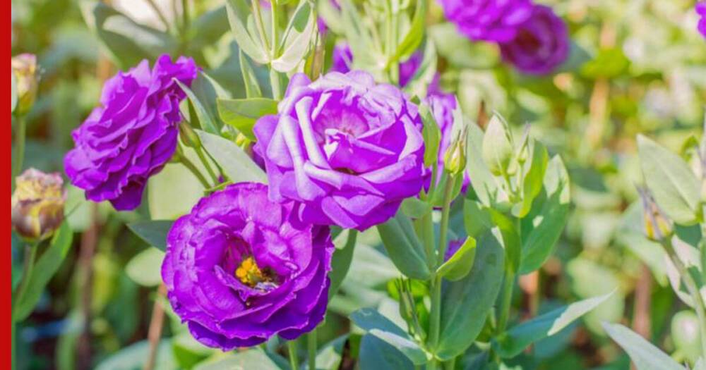Цветы, похожие на розу: 7 доступных, но красивых растений для сада