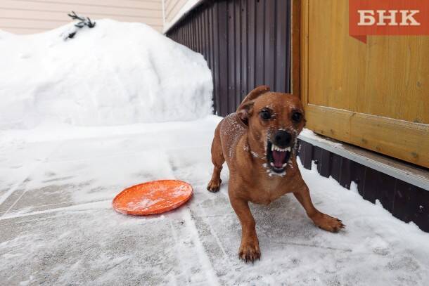В Усинске отловом бездомных собак будет заниматься новое предприятие