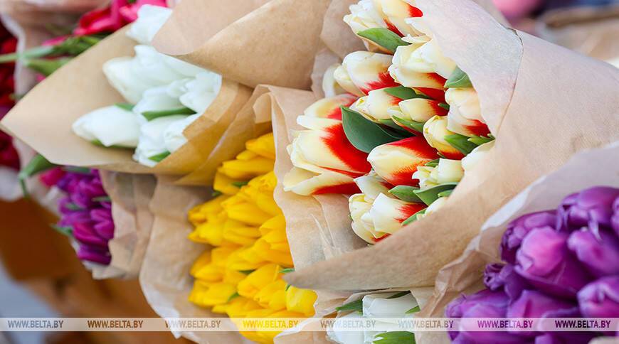 Тюльпаны будут уже к 14 февраля: сколько цветов готовится поставить тепличный комбинат