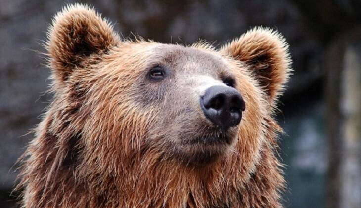 В Ташкенте депрессивная мать бросила дочь в вольер к медведю