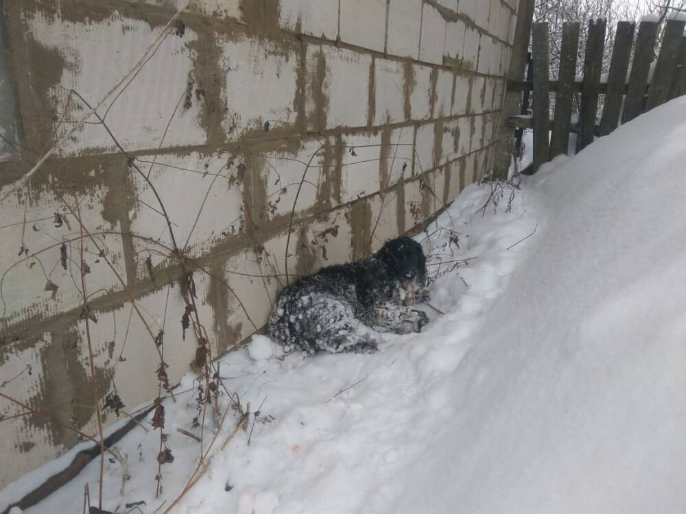В Тверской области разыскивают неизвестного, застрелившего собаку