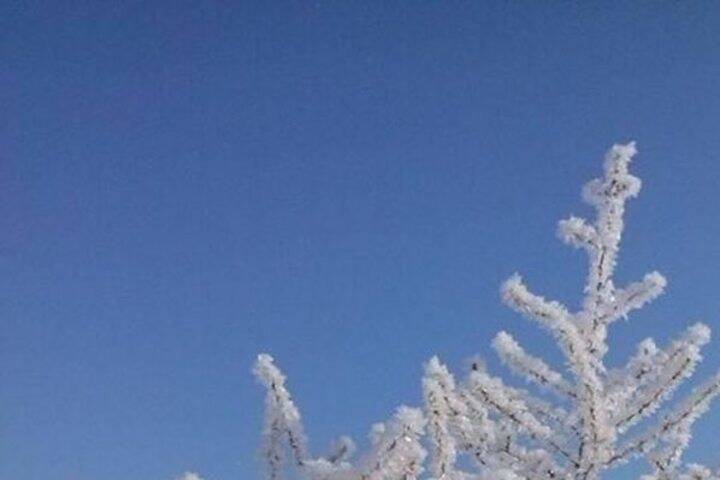 В Воронеже в первый день февраля синоптики пообещали плюсовую температуру и метель