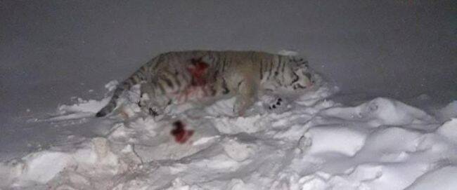 В Приморье полицейский насмерть сбил амурского тигра