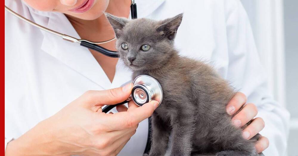 Здоровье кошек: как понять, что животное нужно показать ветеринару