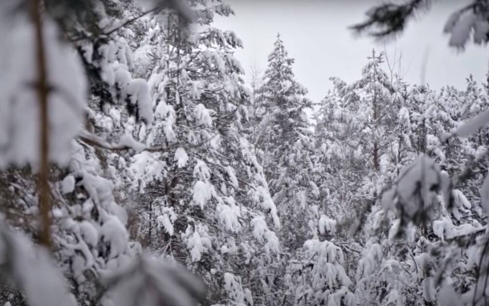 Засыплет снегом после оттепели: в Украине обещают морозы перед Рождеством, прогноз Наталки Диденко