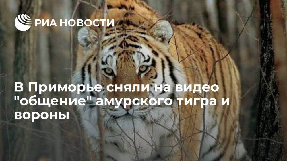 В парке "Земля леопарда" в Приморье сняли на видео "общение" амурского тигра и вороны