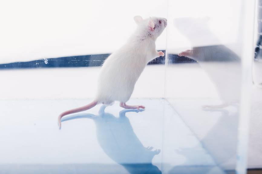Омикрон-штамм коронавируса COVID-19 мог мутировать в клетках мышей
