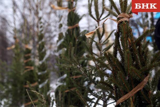 В Ухте и Сыктывкаре новогодним елкам дадут вторую жизнь