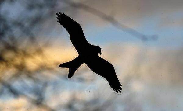 В 2022 году на тюменских улицах могут появиться силуэты хищных птиц