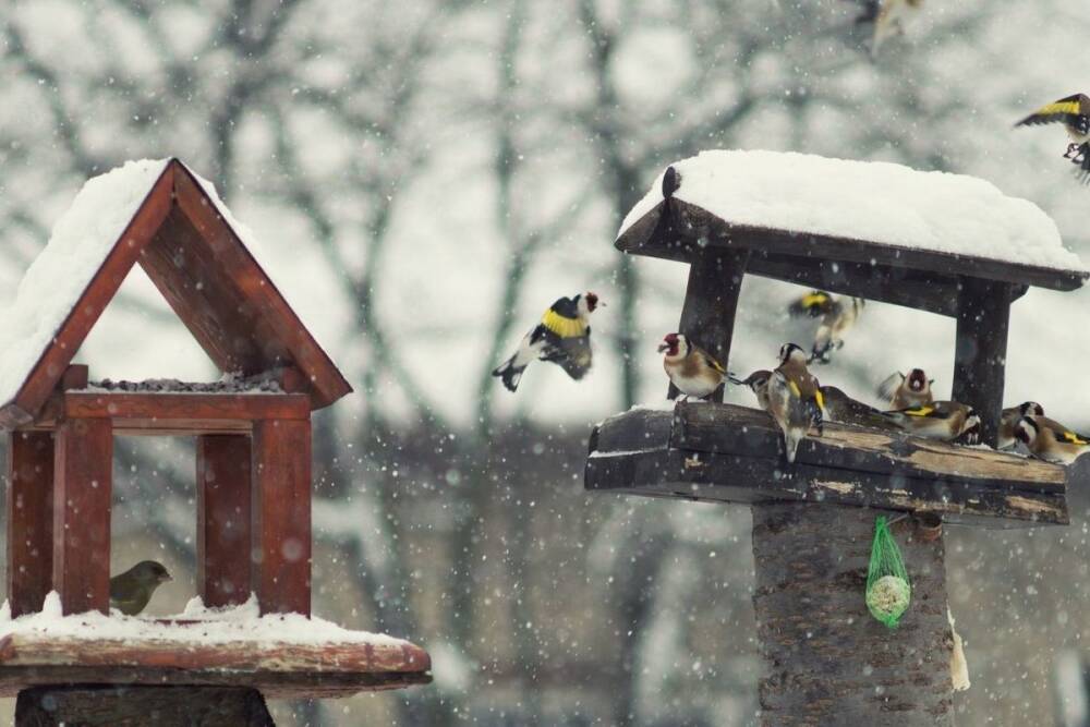 Жителей Ленобласти призвали помочь птицам пережить зиму