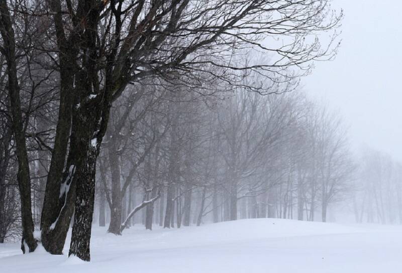 В Ленобласти 10 января облачно и снежно. А ночью – морозно