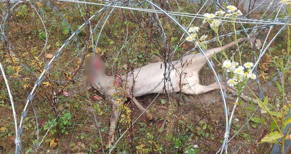 С начала октября погранзаборы убили 6 диких зверей