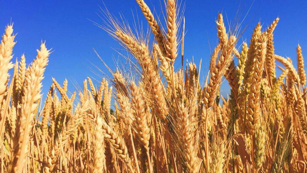 Масштабный обстрел привел к взлету цен на пшеницу: грозит ли это экспорту зерна из Украины
