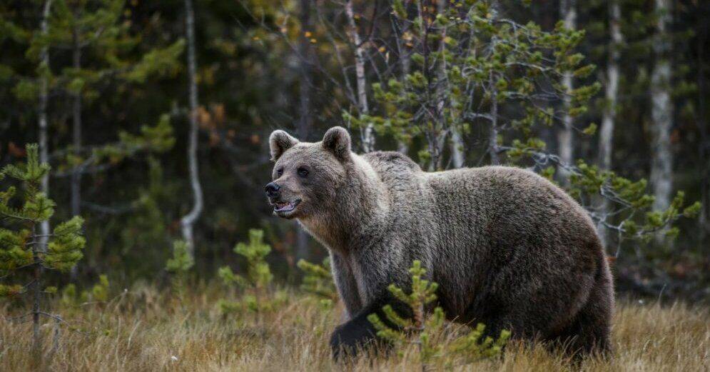 Управление охраны природы выяснило личность автоводителя, который издевался над медведем