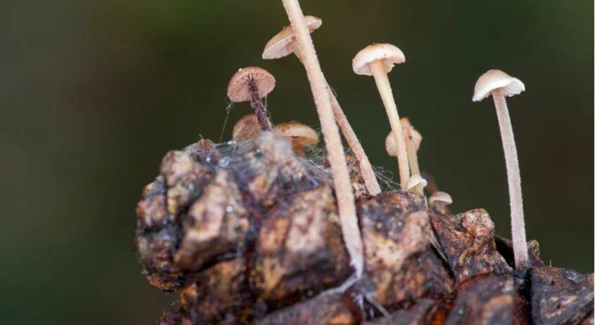 В Литве спустя более чем 50 лет обнаружен редкий гриб – беоспора мириадолюбивая