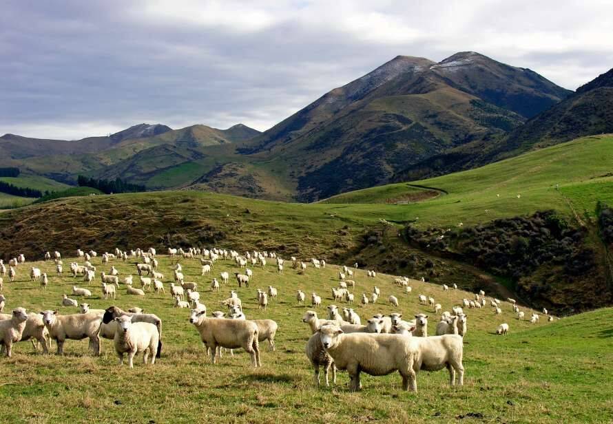 У Новій Зеландії запропонували обкласти податком коров'ячу відрижку