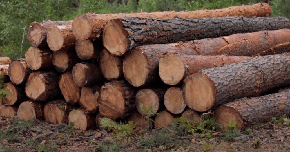 5000 вагонов дров: для украинцев уже подготовили бесплатную древесину на зиму