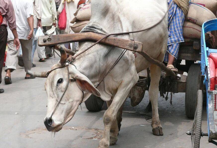 Вирус убил почти 100 000 коров в Индии