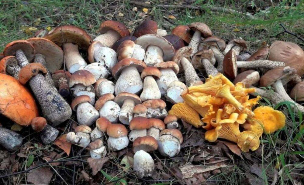 В Одесской области отравились грибами 2 женщины | Новости Одессы