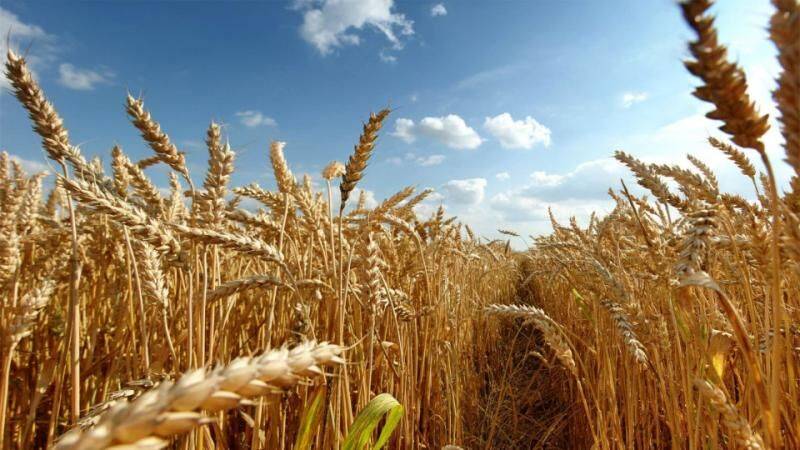 «Зерновое соглашение»: отказ РФ, реакция Украины и мира