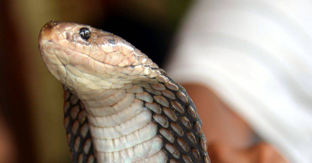 Королевская кобра совершила побег из террариума Стокгольмского зоопарка
