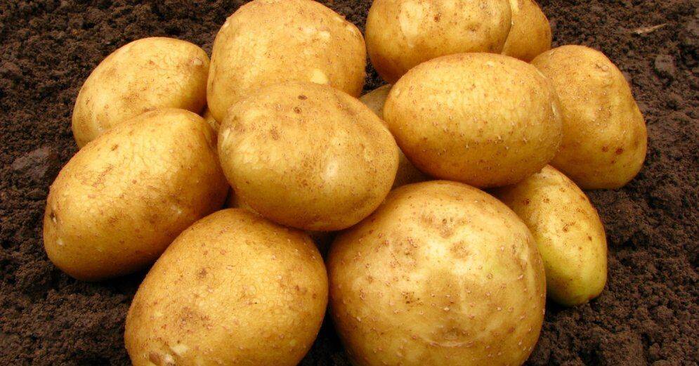 Из квартиры украли 80 килограммов картофеля