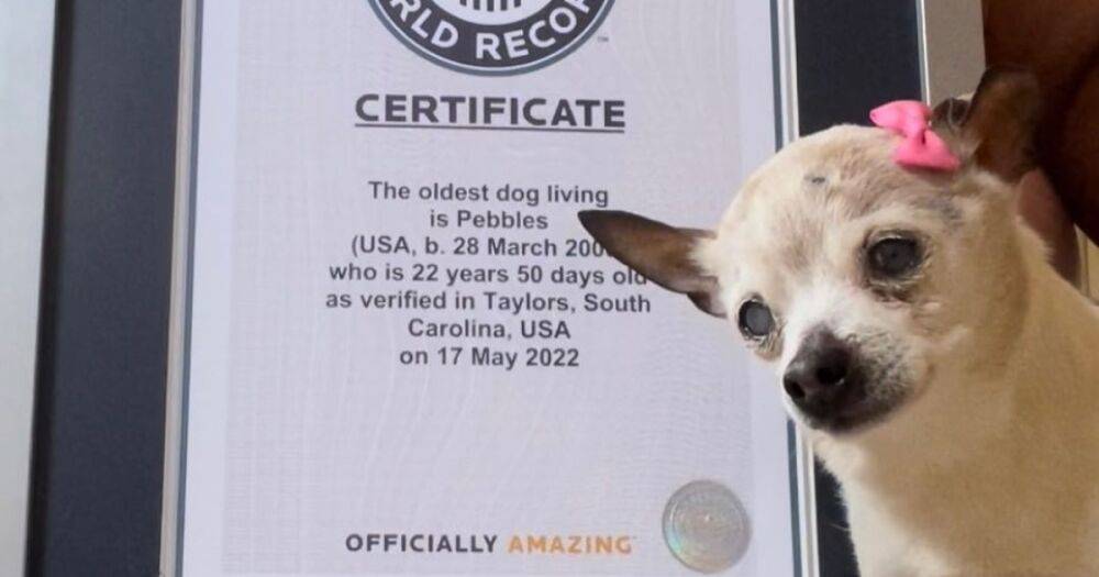 Умерла самая старая собака в мире. Пебблз было 23 года