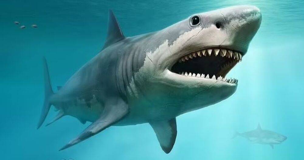 Ученые нашли гигантский акулий зуб размером с человеческую ладонь. Принадлежал мегалодон (фото)