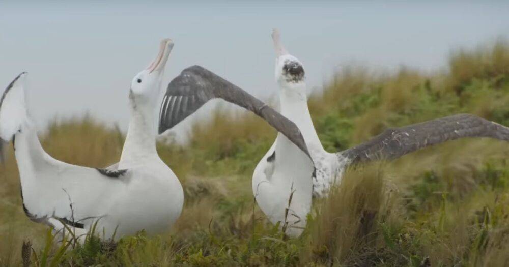 Самцы альбатроса образовали семью из-за неудачи с самками: эксперты назвали причину (видео)