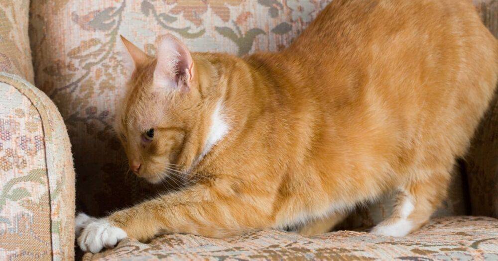Как отучить кошку царапать мебель: советы специалистов