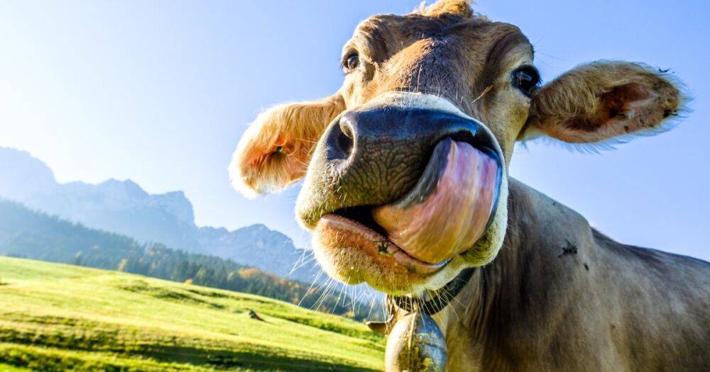 Те еще любители конопли. Коровы кайфуют от каннабиноидов в корме и дают "волшебное" молоко