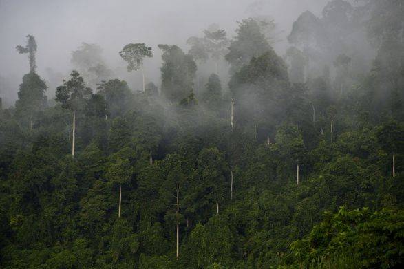 Бразилия, Индонезия и Демократическая Республика Конго подписали пакт о вырубке лесов