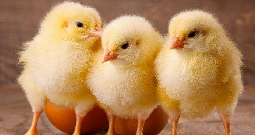 Темное место отдыха для цыплят бройлеров может увеличить прибыль в мясном птицеводстве