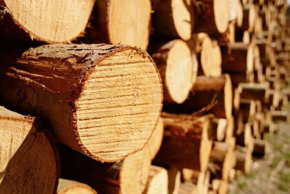 В Тверской области некоторые предприятия реализуют лесопродукцию без сопровождения карантинными сертификатами