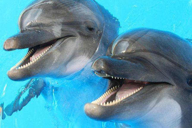 Прокуратура проведет проверку по факту гибели редких животных в Приморском океанариуме