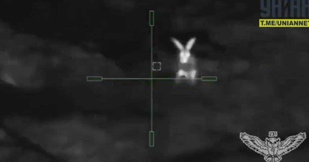 Снайпер ВСУ ликвидировал оккупантов, которые охотились на зайца с гранатами (видео)