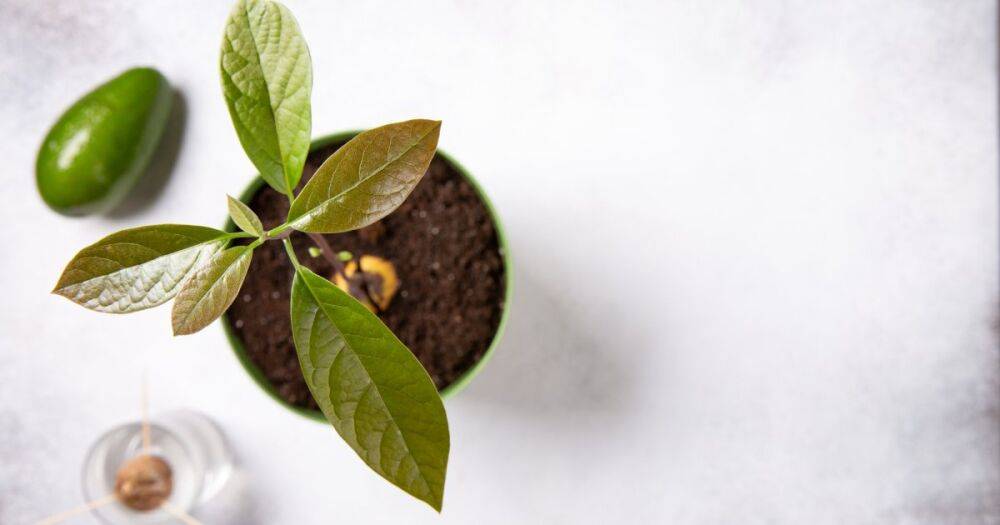 Как вырастить авокадо из косточки на подоконнике: проверенные методы
