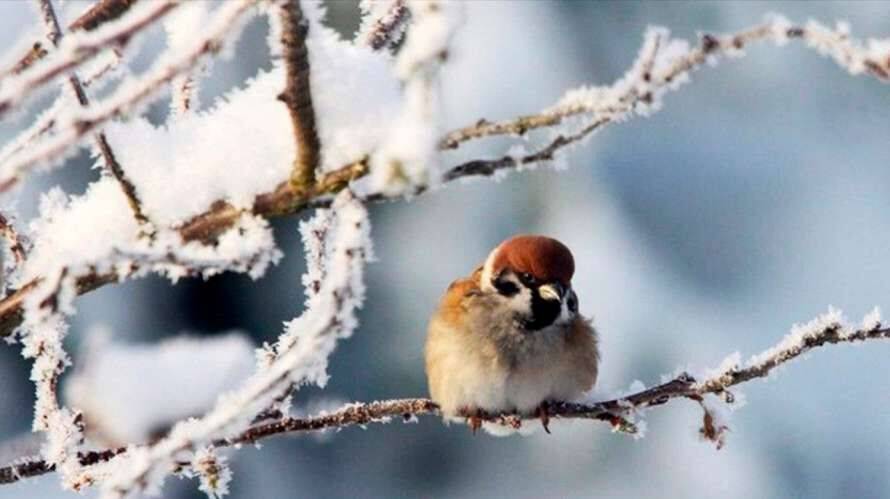 Зима в Україні розпочнеться чітко за графіком – морози нагрянуть вже завтра
