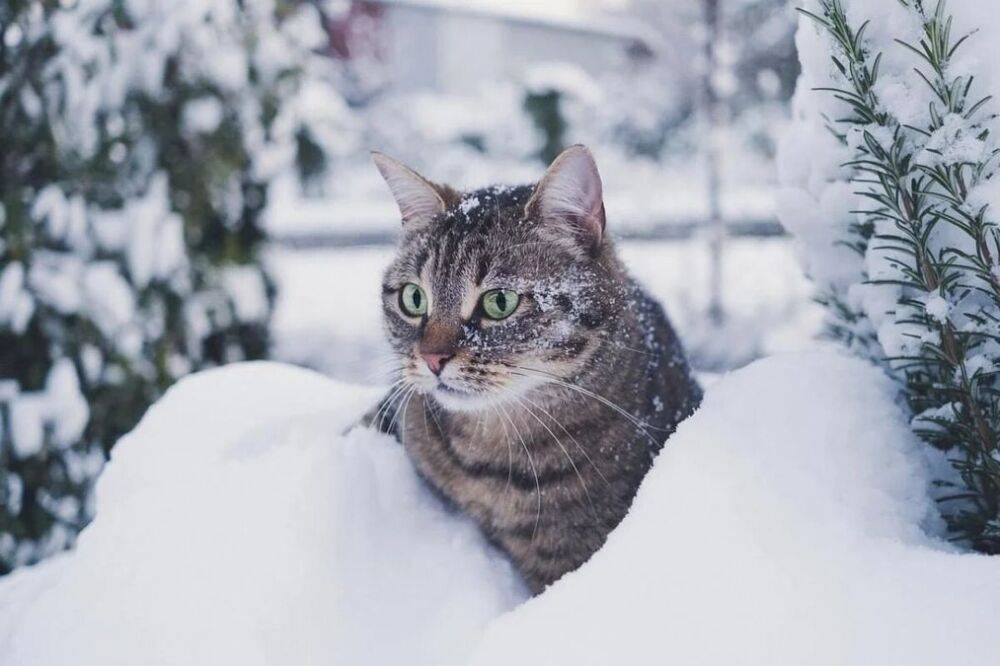 Зима близко: где в Украине в ноябре обещают снегопады