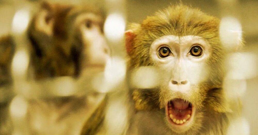 Китай отправляет обезьян на космическую станцию, чтобы они занимались там сексом: зачем это нужно
