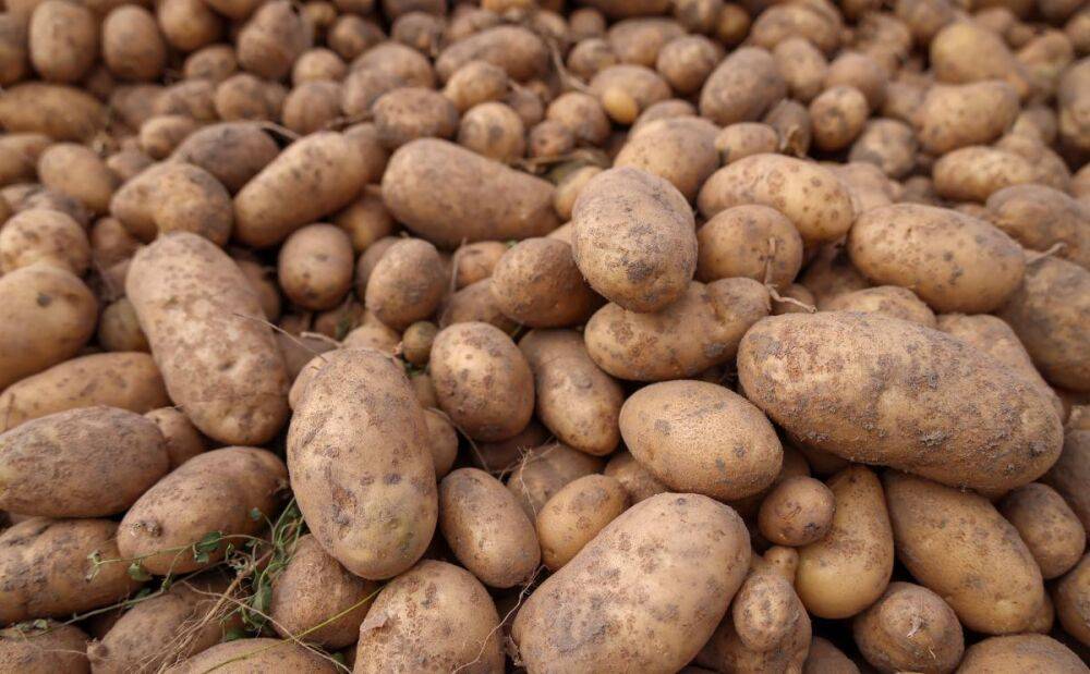 Белорусские аграрии завершили уборку картофеля