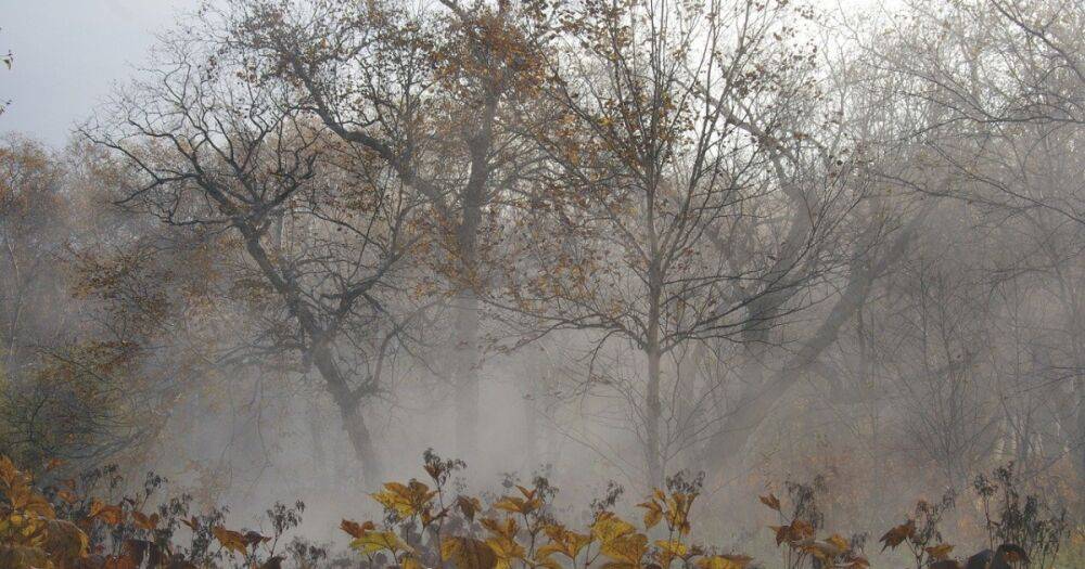 Погода в Украине на 8 ноября: Без осадков, на западе и юге туман (КАРТА)