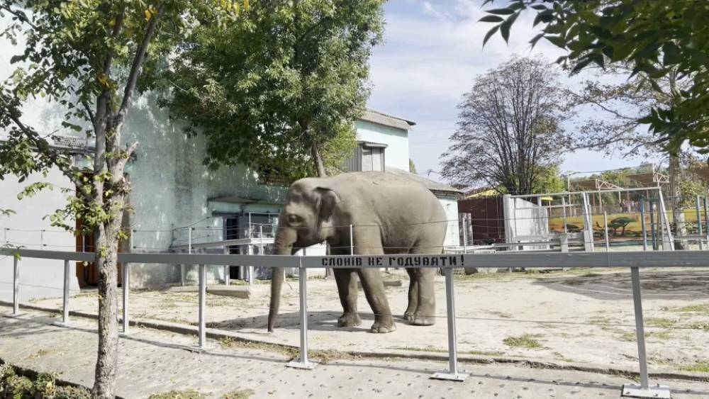 Николаевский зоопарк: спасти животных от войны