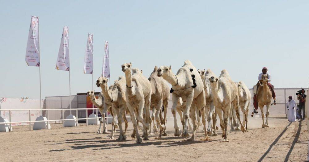 Опаснее коронавируса: СМИ сообщили об угрозе распространения "верблюжьего гриппа"