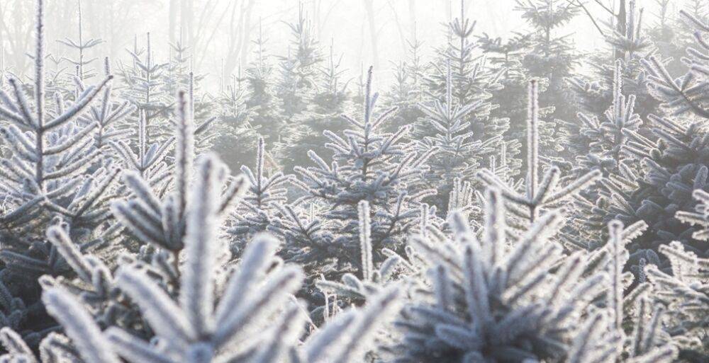 Оборот рынка хвойных новогодних деревьев в России достигнет 12 млрд рублей