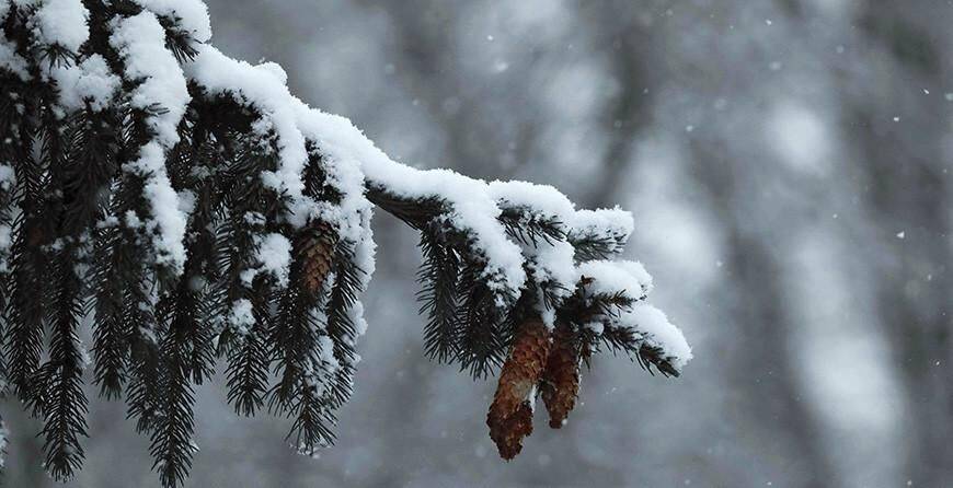 Небольшой снег и до -9°С будет в Беларуси 14 декабря
