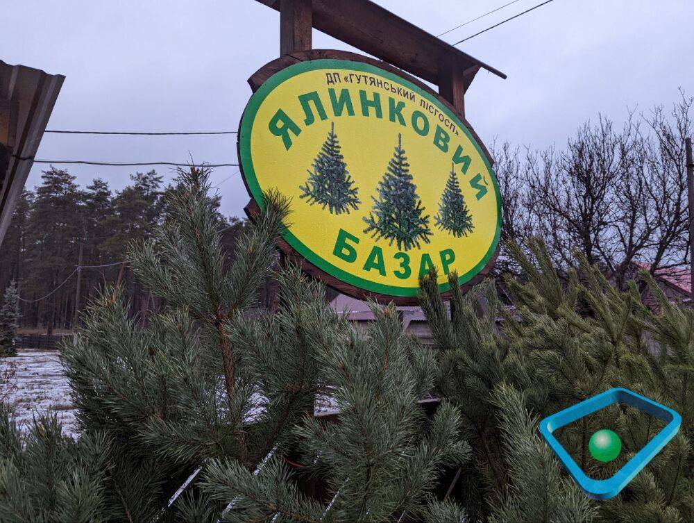 Где на Харьковщине купить бюджетную новогоднюю елку (репортаж)